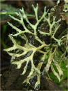 Macrolichen - Anaptychia leucomela 