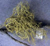 macrolichen - Alectoria imshaugii