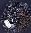Macrolichen - Anaptychia leucomela 