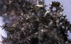 Macrolichen - Cetraria orbata 