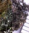 Dendriscocaulon intricatulum