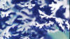 Macrolichen - Hypogymnia physodes 