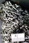 Macrolichen - Menegazzia terebrata