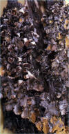 Macrolichen - Nephroma laevigatum