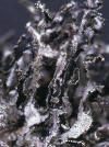 Macrolichen - Platismatia herrei