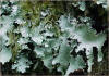 Parmelia crinita