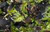 Peltigera praetextata