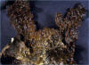 Lichen - Pseudocyphellaris anthraspis