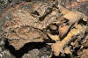 Lichen - Pseudocyphellaria anomola