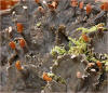 Peltigera canina