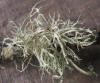 Ramalina farinacea Macrolichen