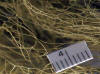 Macrolichen - Ramalina menziesii