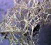 Macrolichen - Ramalina roesleri