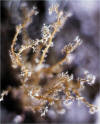 Macrolichen - Sphaerophorus globosus 