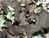 macrolichen - Sticta fulliginosa 