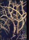 Macrolichen - Usnea californica