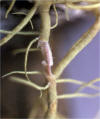 Macrolichen - Usnea condensata