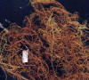 Macrolichen - Usnea rubiginea