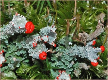 Cladonia bellidiflora