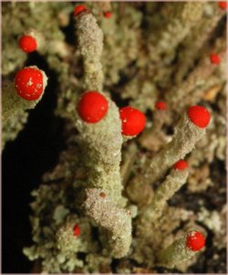 Cladionia macilenta