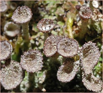 Macrolichen Cladonia pyxidata
