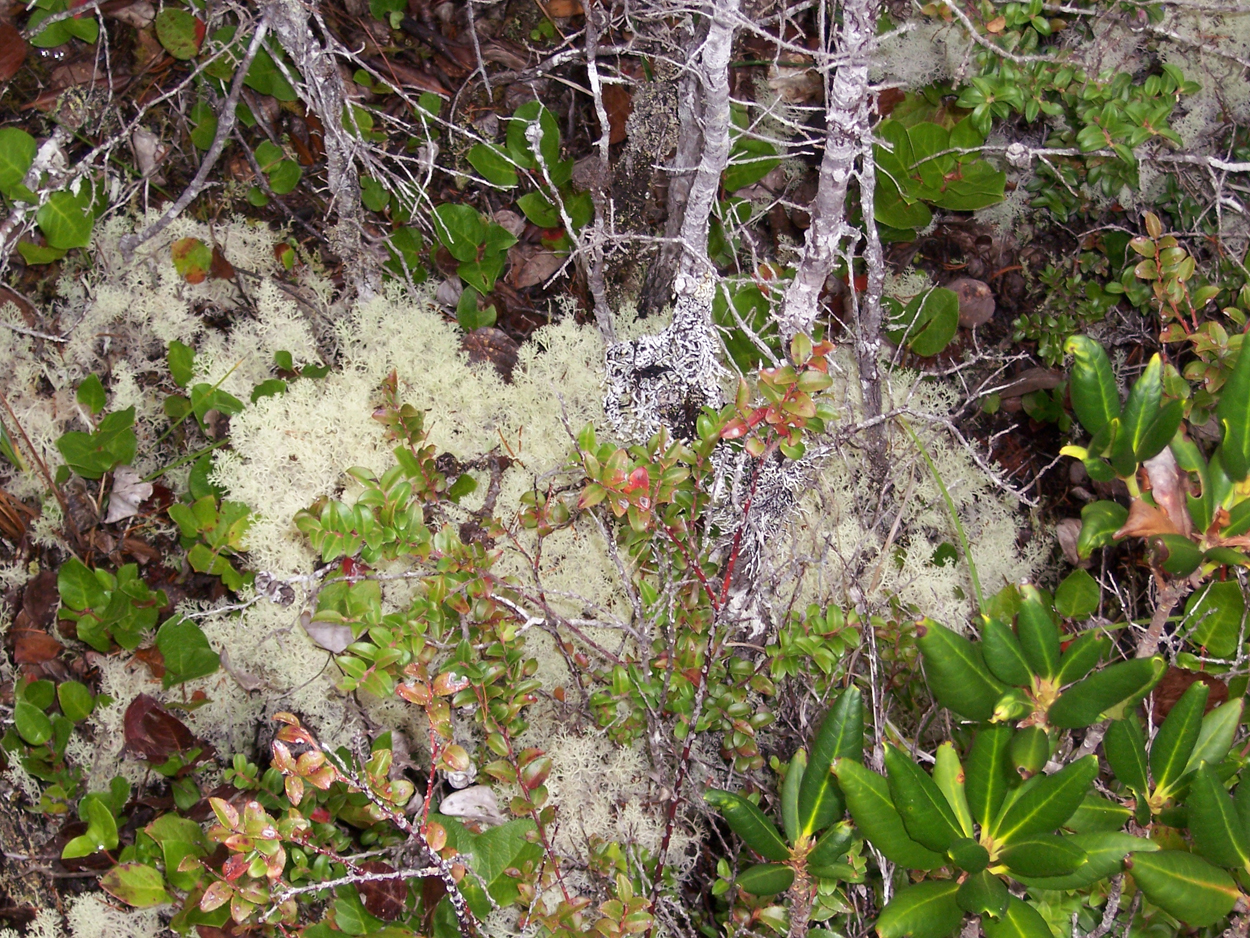 Pygmy Forest Lichens (Cladonia impexa) & Ground Cover