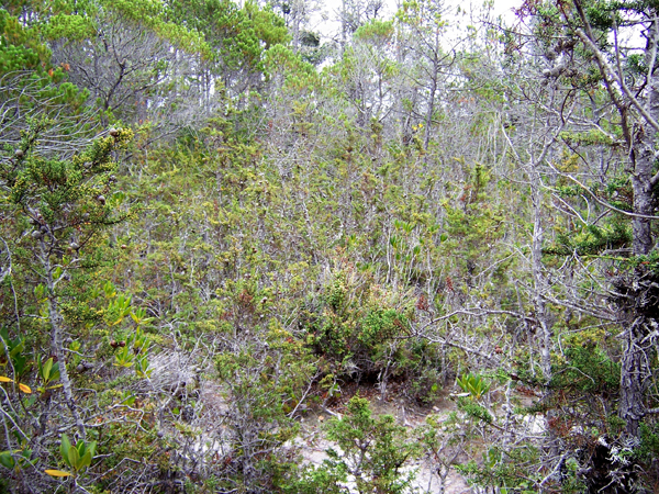 Pygmy Forest Mendocino Co. California