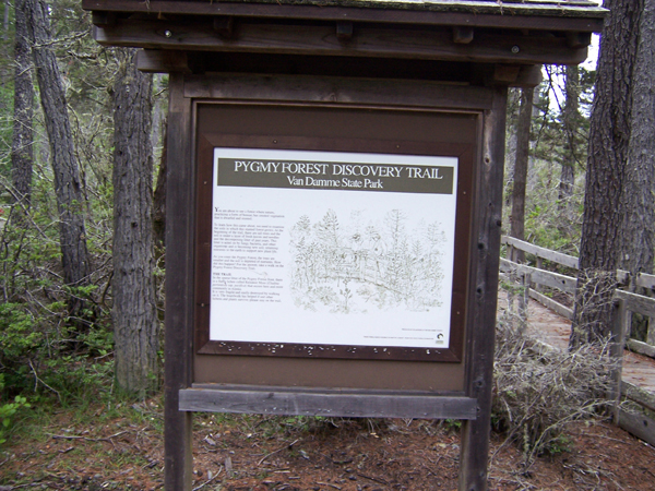Pygmy Forest in Van Damme State Park
