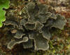 Macrolichen Sticta limbata